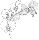 butterfly02